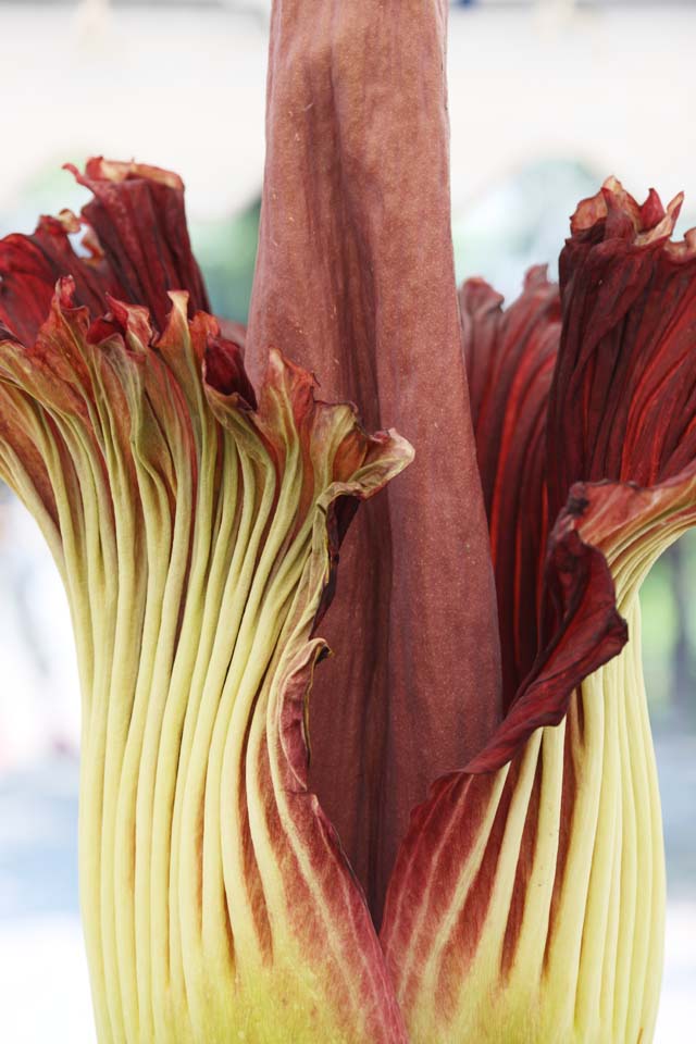 Foto, materiell, befreit, Landschaft, Bild, hat Foto auf Lager,Größte Blumen-Amorphophallus-titanum von Welt, Fauler Geruch, riesige Blume, Konnyaku, 