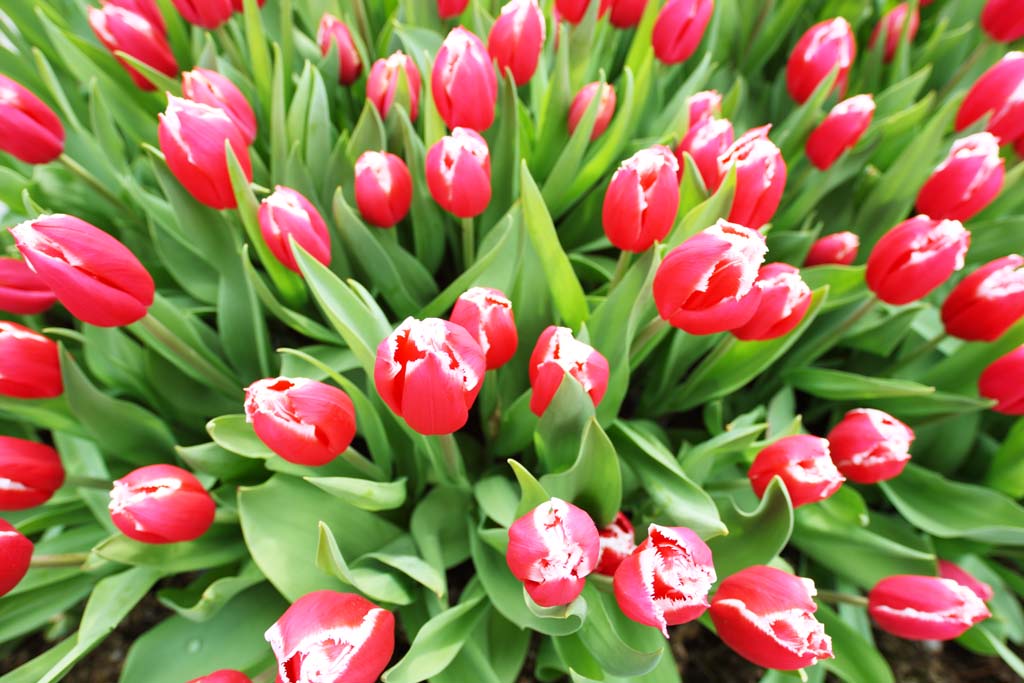 photo, la matière, libre, aménage, décrivez, photo de la réserve,Une tulipe rouge-et-blanche, tulipe, pétale, Je suis joli, Je suis beau