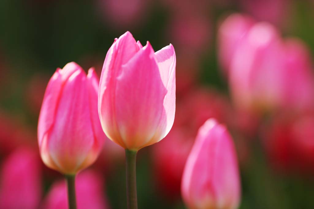 Ôîòî, ìàòåðèàëüíûé, ñâîáîäíûé, ïåéçàæ, ôîòîãðàôèÿ, ôîòî ôîíäà.,tulip, tulip, petal, ß äîâîëüíî, ß ïðåêðàñíûé