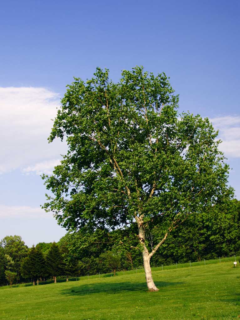 Foto, materiell, befreit, Landschaft, Bild, hat Foto auf Lager,Weißer Birkenbaum, Hitsujigaoka, Baum, Birke, blauer Himmel