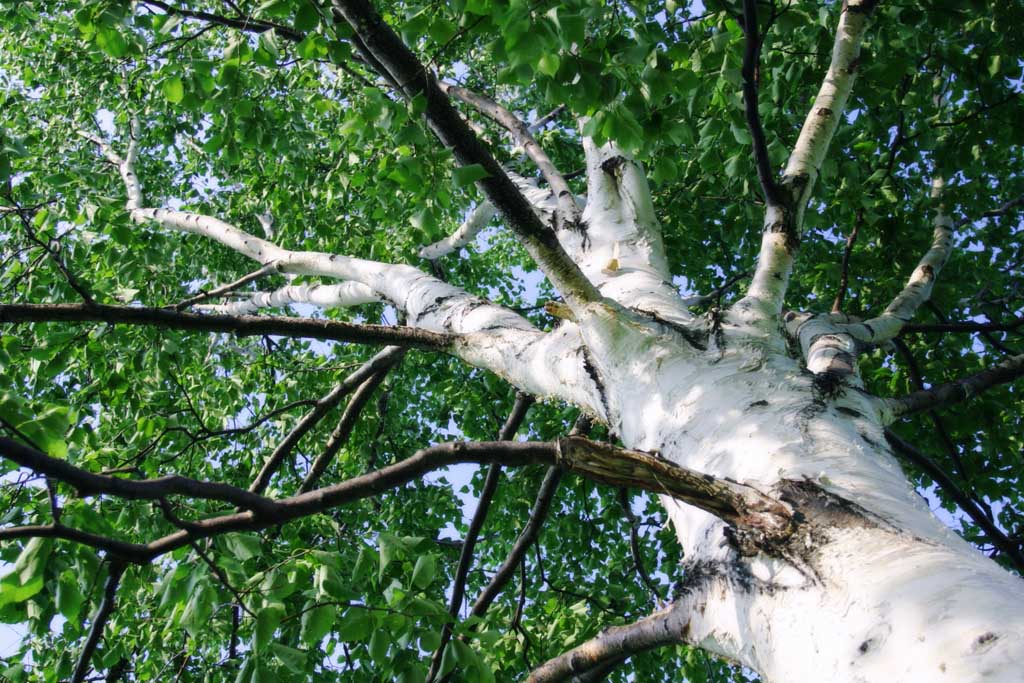 Foto, materiell, befreit, Landschaft, Bild, hat Foto auf Lager,Rinde eines Birkenbaumes, Hitsujigaoka, Baum, Birke, 