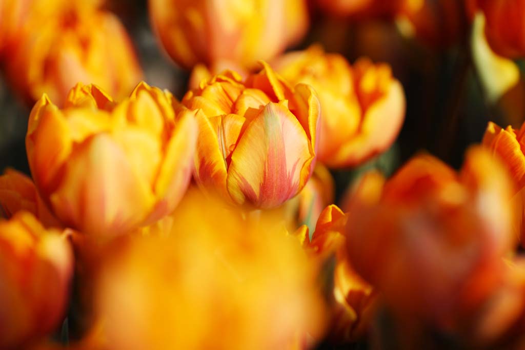 Ôîòî, ìàòåðèàëüíûé, ñâîáîäíûé, ïåéçàæ, ôîòîãðàôèÿ, ôîòî ôîíäà.,tulip, tulip, petal, ß äîâîëüíî, ß ïðåêðàñíûé