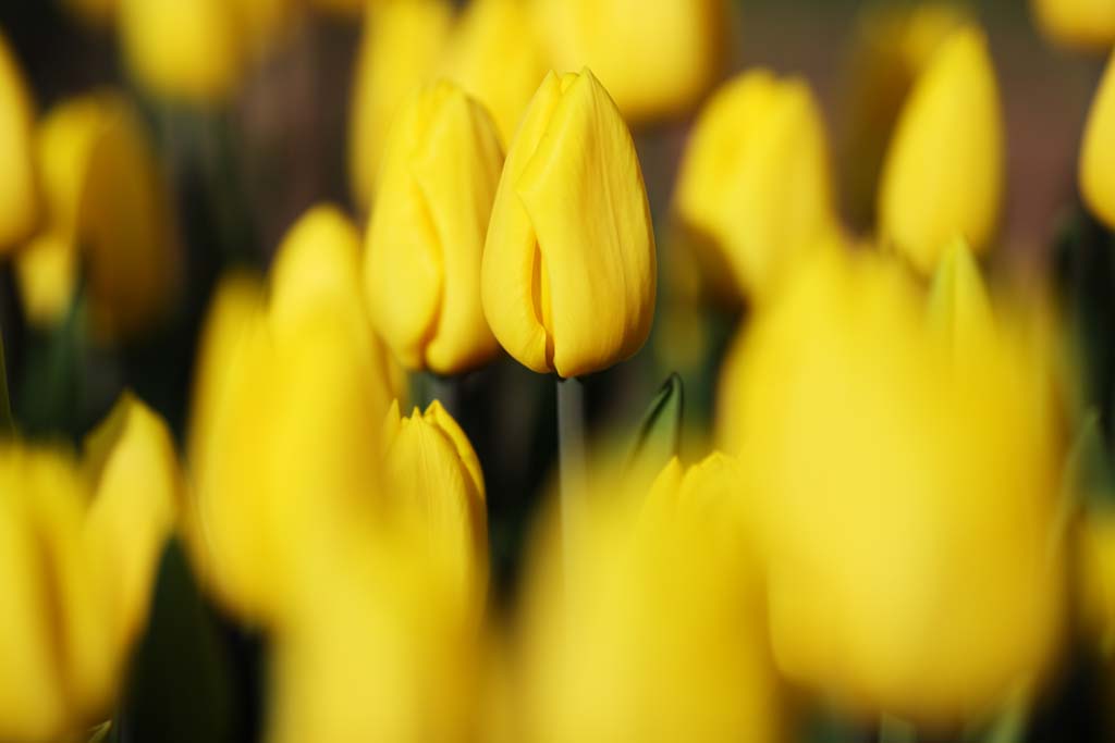 Ôîòî, ìàòåðèàëüíûé, ñâîáîäíûé, ïåéçàæ, ôîòîãðàôèÿ, ôîòî ôîíäà.,tulip, tulip, petal, ß äîâîëüíî, ß ïðåêðàñíûé