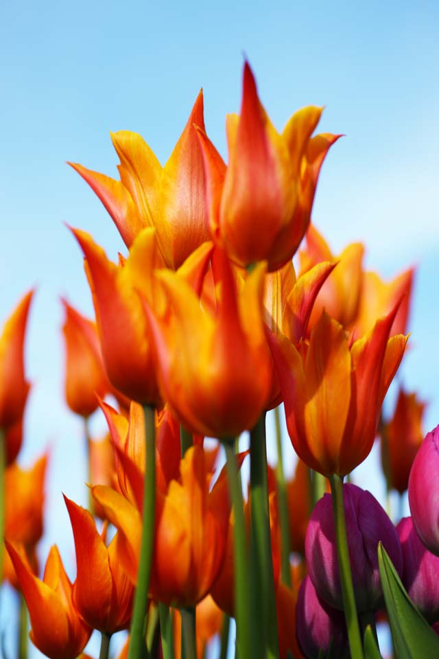 Foto, materiell, befreit, Landschaft, Bild, hat Foto auf Lager,Eine Tulpe, Tulpe, Blütenblatt, Ich bin schön, 