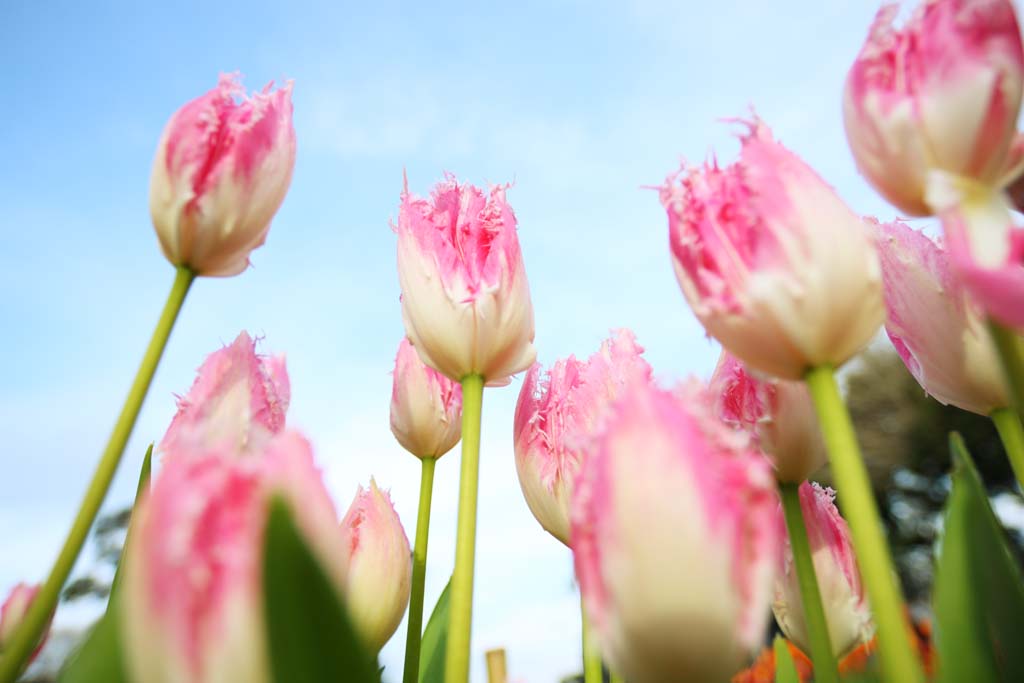 Foto, materiell, befreit, Landschaft, Bild, hat Foto auf Lager,Eine Tulpe, Tulpe, Blütenblatt, Ich bin schön, 