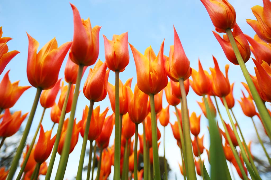 foto,tela,gratis,paisaje,fotografía,idea,Un tulipán, Tulipán, Pétalo, Soy bonito, Soy hermoso