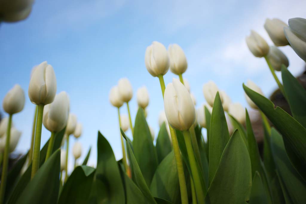 fotografia, material, livra, ajardine, imagine, proveja fotografia,Uma tulipa, tulipa, pétala, Eu estou bonito, 