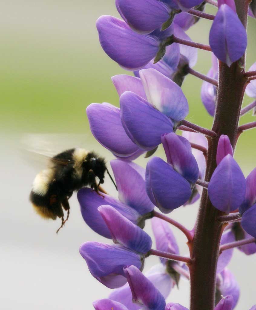 foto,tela,gratis,paisaje,fotografía,idea,Abeja haciendo volteretas, Abeja, Lupine, Flor, Insecto