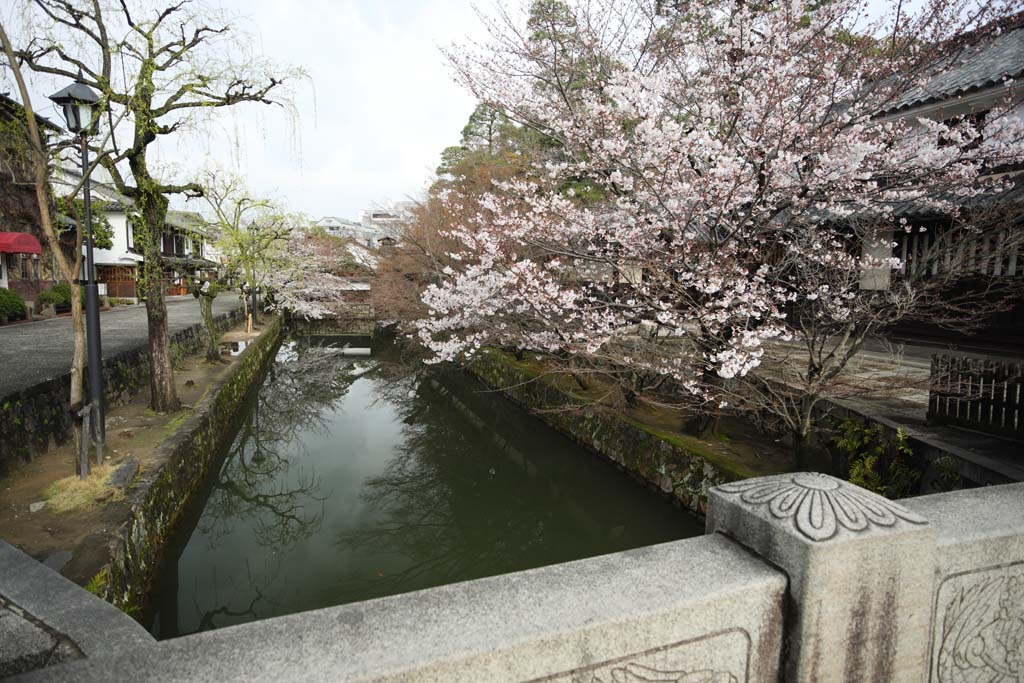 foto,tela,gratis,paisaje,fotografía,idea,Cerezo de Kurashiki, Cerezo, , Puente, Cultura japonesa