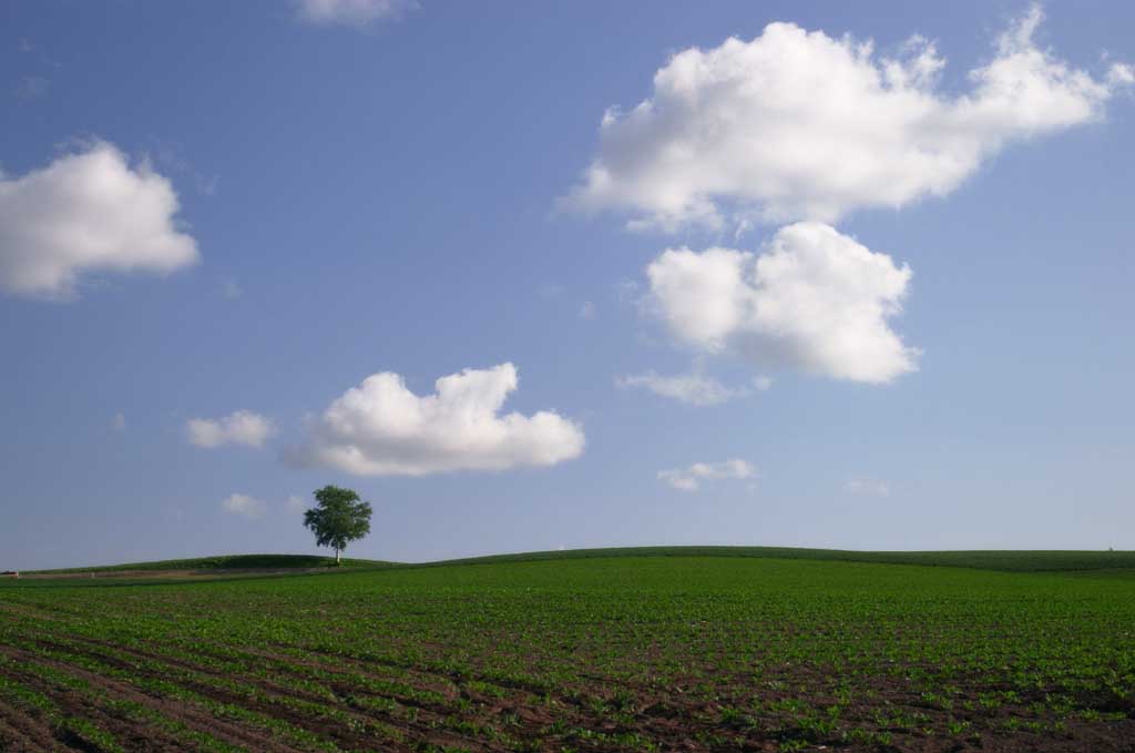 fotografia, material, livra, ajardine, imagine, proveja fotografia,Assistindo a gleba cultivada, árvore, nuvem, céu azul, campo