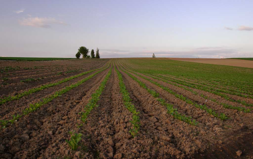 photo, la matière, libre, aménage, décrivez, photo de la réserve,Mener de corniches, champ, nuage, ciel bleu, crépuscule du soir