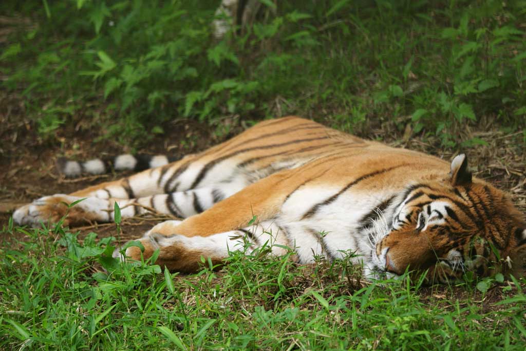 foto,tela,gratis,paisaje,fotografía,idea,Siesta de un tigre, Tigre, , , 