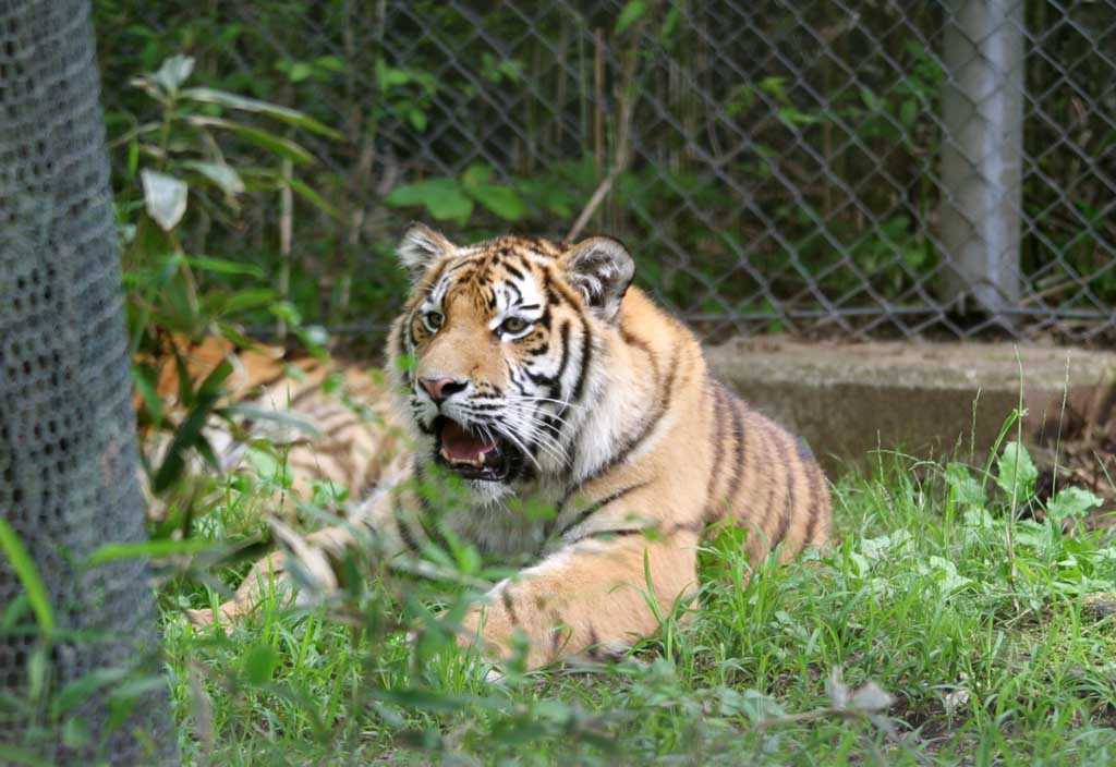 foto,tela,gratis,paisaje,fotografía,idea,Tigre rugiendo, Tigre, , , Rugido