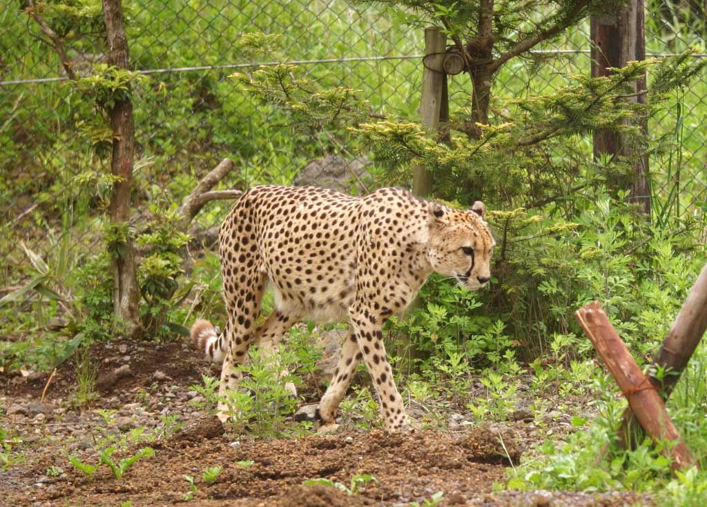 photo, la matière, libre, aménage, décrivez, photo de la réserve,Marchant guépard, guépard, , , 