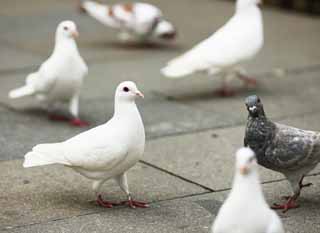 写真,素材,無料,フリー,フォト,クリエイティブ・コモンズ,風景,壁紙,白鳩, ハト, 鳩, 白鳩, 餌やり