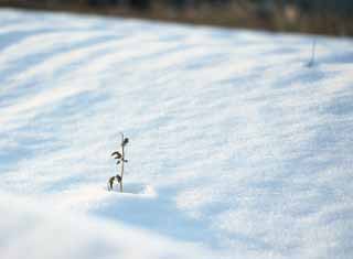 写真,素材,無料,フリー,フォト,クリエイティブ・コモンズ,風景,壁紙,雪原幻想, , , , 