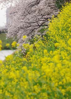 写真,素材,無料,フリー,フォト,クリエイティブ・コモンズ,風景,壁紙,菜の花に桜, 桜, さくら, サクラ, 菜の花