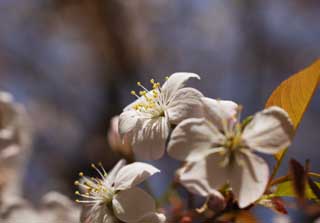 写真,素材,無料,フリー,フォト,クリエイティブ・コモンズ,風景,壁紙,山桜, 桜, 花びら, サクラ, さくら