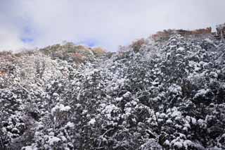 写真,素材,無料,フリー,フォト,クリエイティブ・コモンズ,風景,壁紙,雪の金華山, 山, 紅葉, 空, 木