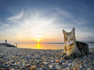 Gato sentado sobre los guijarros