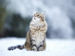 Precioso gato en la nieve