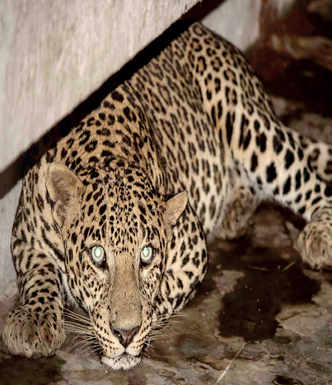 Leopard in school canteen