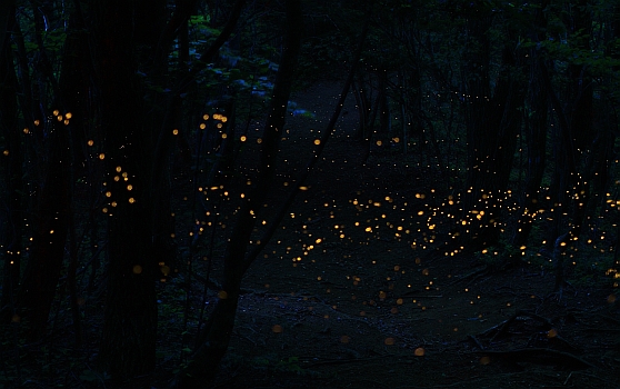 Japanese firefly