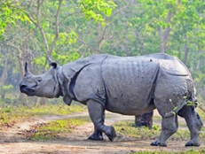 One Horned Rhino