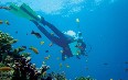 Seychelles, diving 写真