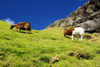 Kaldbaksfjørður, Streymoy island, Faroes: shaggy sheep grazing - rural scene - photo by A.Ferrari