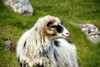 Streymoy island, Faroes: shaggy sheep along the hiking trail from Tórshavn to Kirkjubøur - photo by A.Ferrari