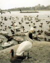 Reykjavik: swan-land - Tjörnin lake (photo by M.Torres)