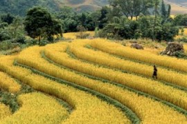 Sapa Beauty In Four Seasons