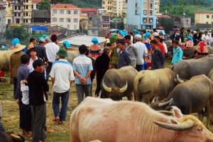 sapa cancau market by sapa travel guide