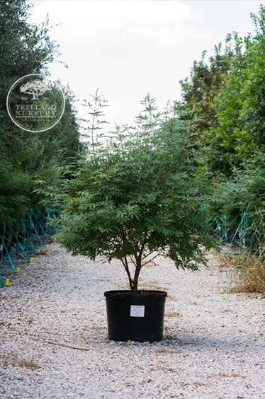 'Delta Blue' Vitex preparing for it's next round of blooms.