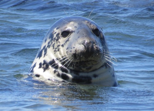 The face you make on the first day back to work after the holidays.
Gray seal photo at Cape Cod National Seashore by Diane Crowe (sharetheexperience.org). Photo description: A gray seal pokes their head above the ocean water, while looking very...