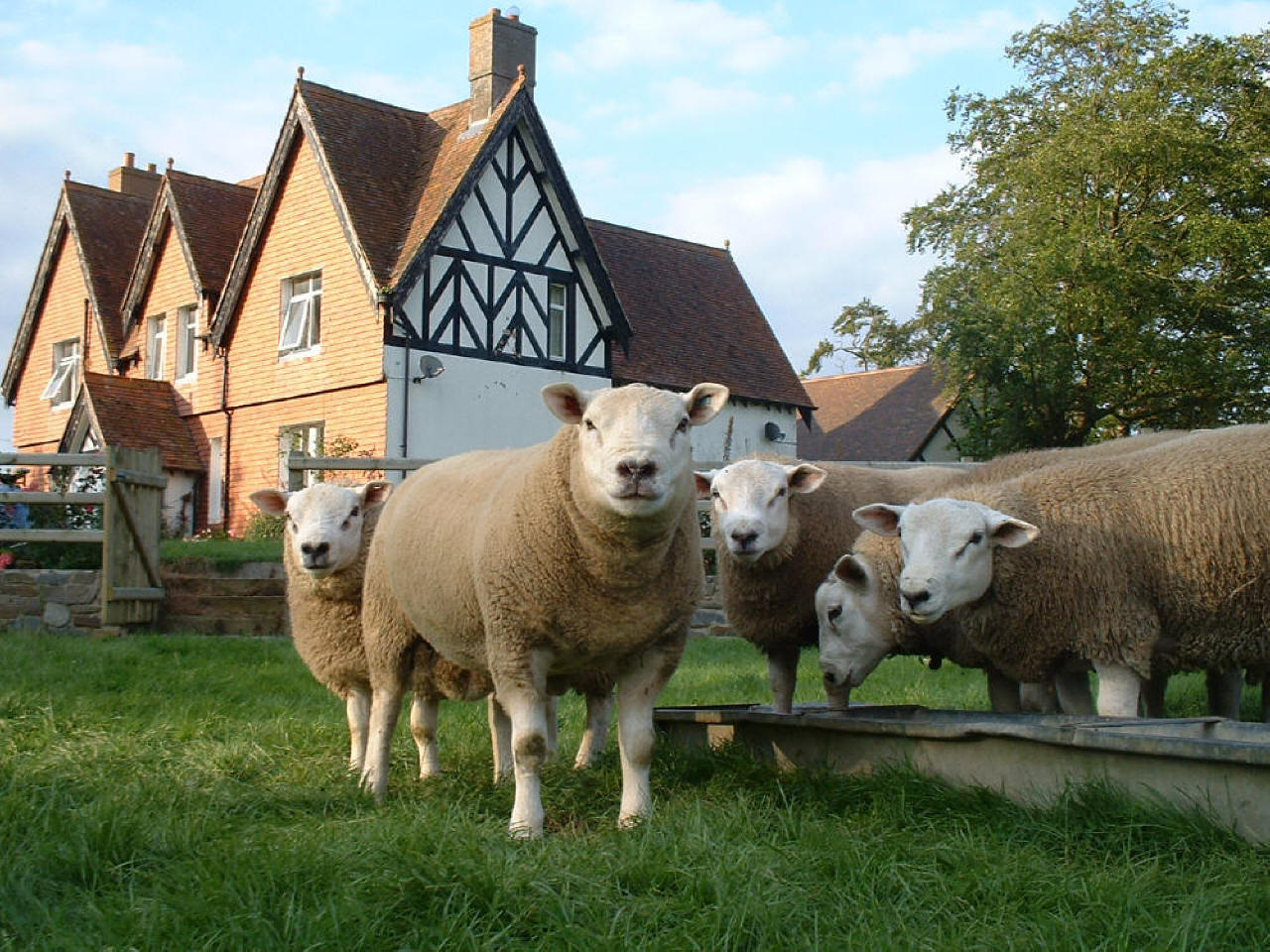 texel sheep ringer