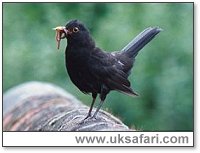 Blackbird with a mouthful of worms - Photo © Copyright 2003 Gary Bradley