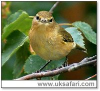 Chiff Chaff - Photo © Copyright 2002 Margaret Barton