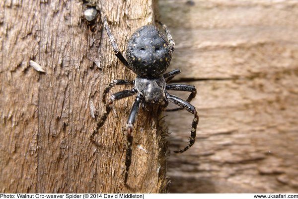 Walnut Orb-weaver Spider