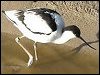 Avocet