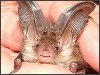 Brown Long-eared Bat