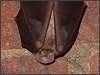 Greater Horseshoe Bat