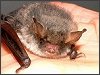 Natterer's Bat