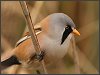 Bearded Reedling