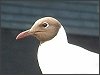 Black-headed Gull