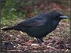 Carrion Crow