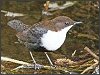 Dipper