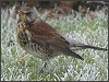 Fieldfare