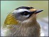 Firecrest